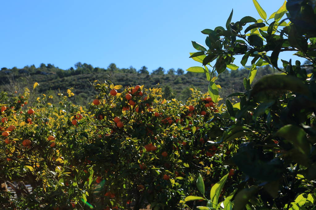 old tangerine orchard. selected focus. blur background.